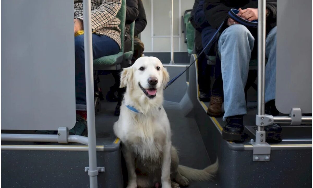 Câine în autobuz