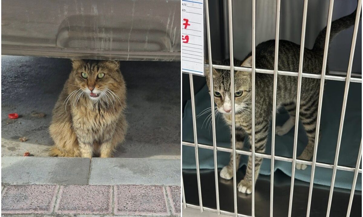 O pisică sub o mașină și una într-o cușcă a unui adăpost de animale în Dubai