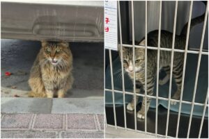 O pisică sub o mașină și una într-o cușcă a unui adăpost de animale în Dubai