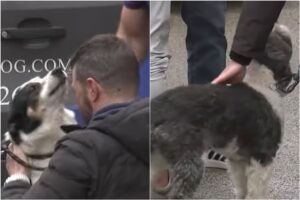 câini și stăpâni