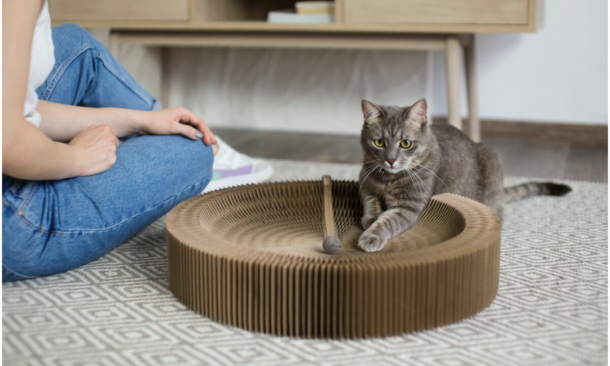 Pisică ce se joacă