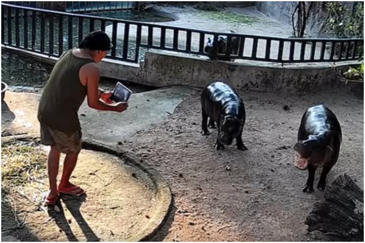 Bărbat în țarcul hipopotamilor