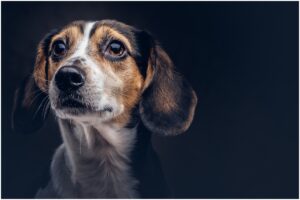 Câine beagle