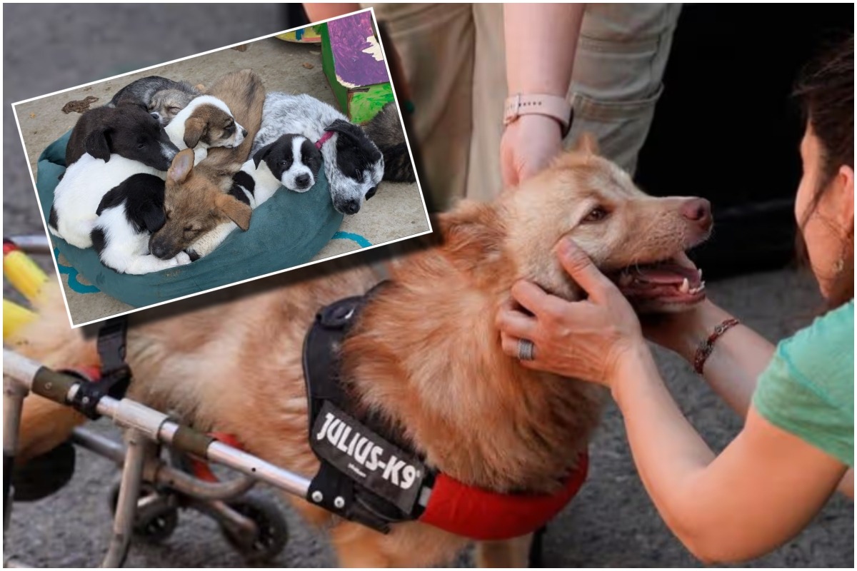 Câini de la adăpostul Speranța