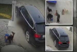 Câine călcat cu mașina