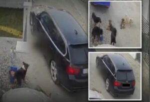 caine calcat intentionat cu masina