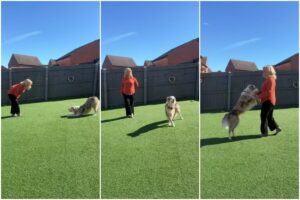 câine care dansează