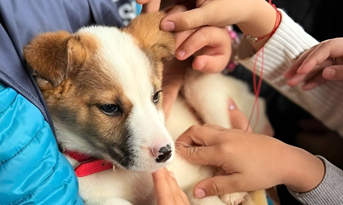 Câine mângâiat de copii