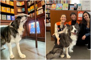 Câine care echilibrează obiecte pe cap