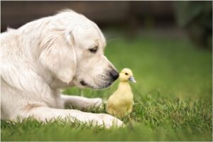 Câine și un boboc de rață