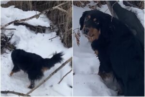 Câine negru în zăpadă