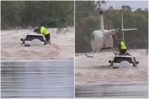 Câine salvat din inundații