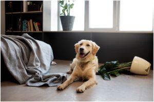 Câine care a răsturnat un ghiveci cu o plantă