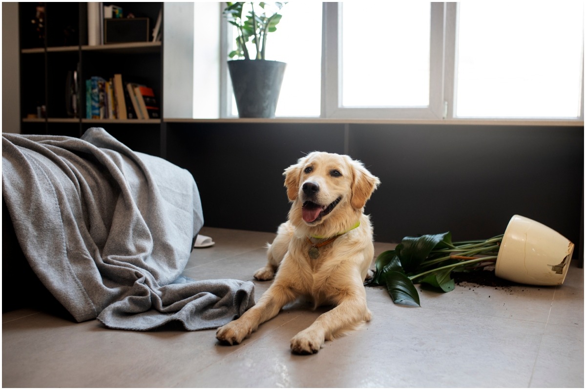 Câine care a răsturnat un ghiveci cu o plantă