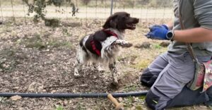 Câine la vânătoare de trufe