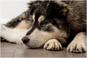 câine stând culcat