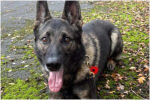 câine cu limba scoasă