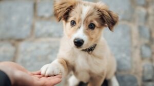 Campania Adopta un catel