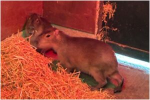 capibara evadată de la zoo
