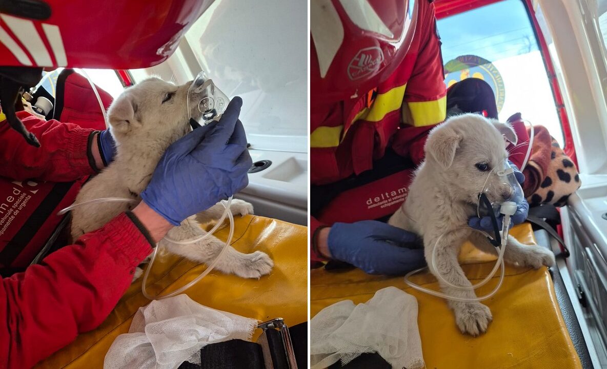 catel salvat din incendiu