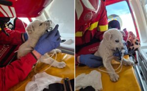 catel salvat din incendiu