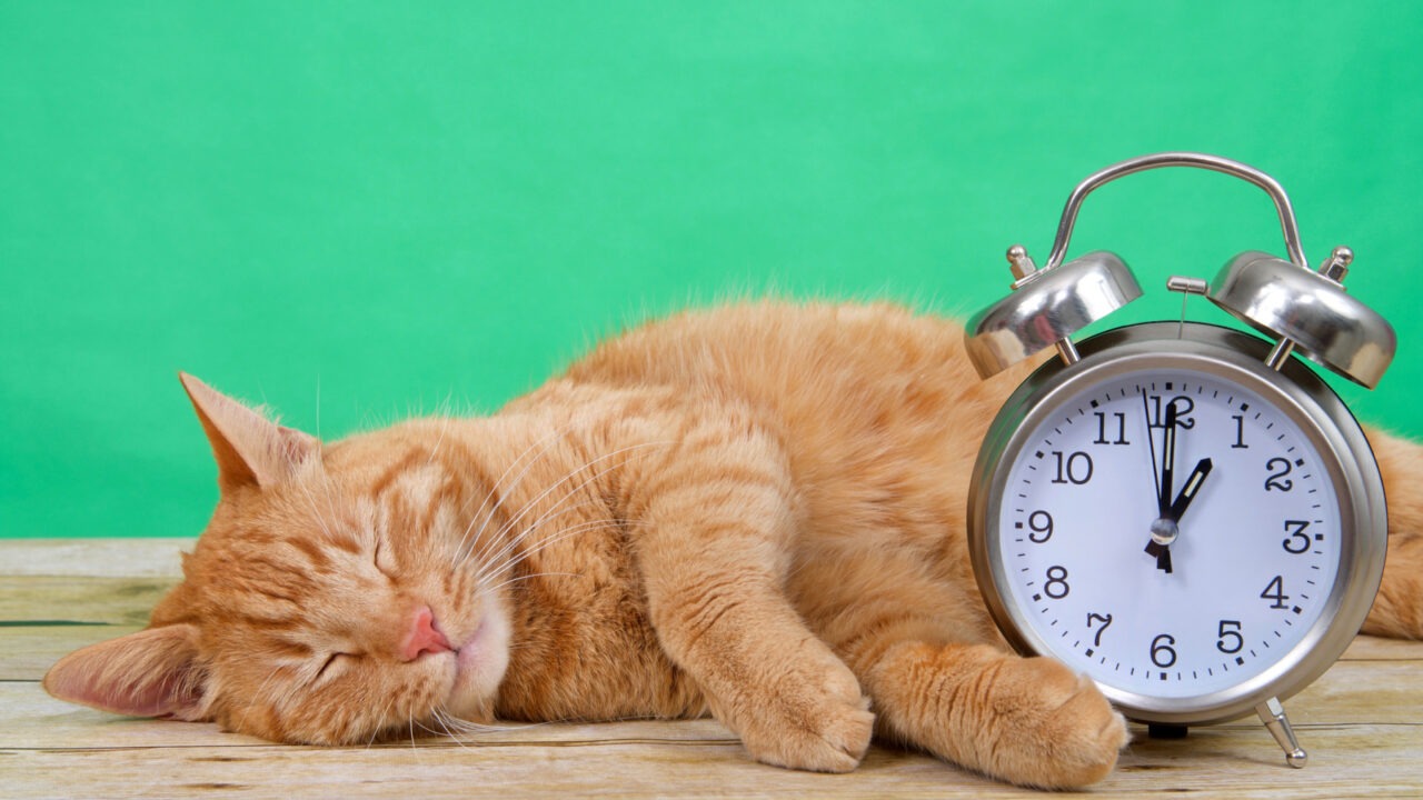 O pisică portocalie doarme lângă un ceas deșteptător