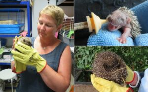 centru de salvare arici