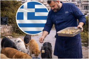 Câini hrăniți de un bucătar