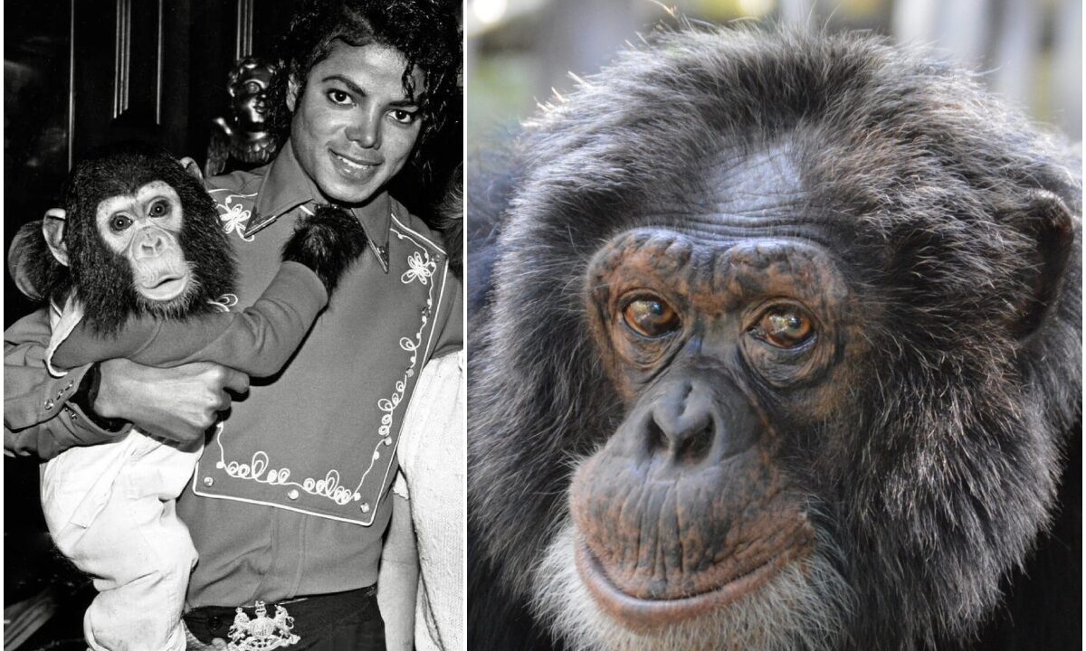 Cimpanzeul lui Michael Jackson