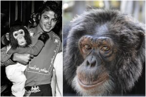 Cimpanzeul lui Michael Jackson