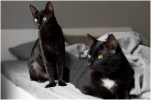 două pisici negre