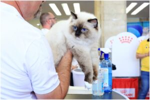 Pisică participantă la un concurs