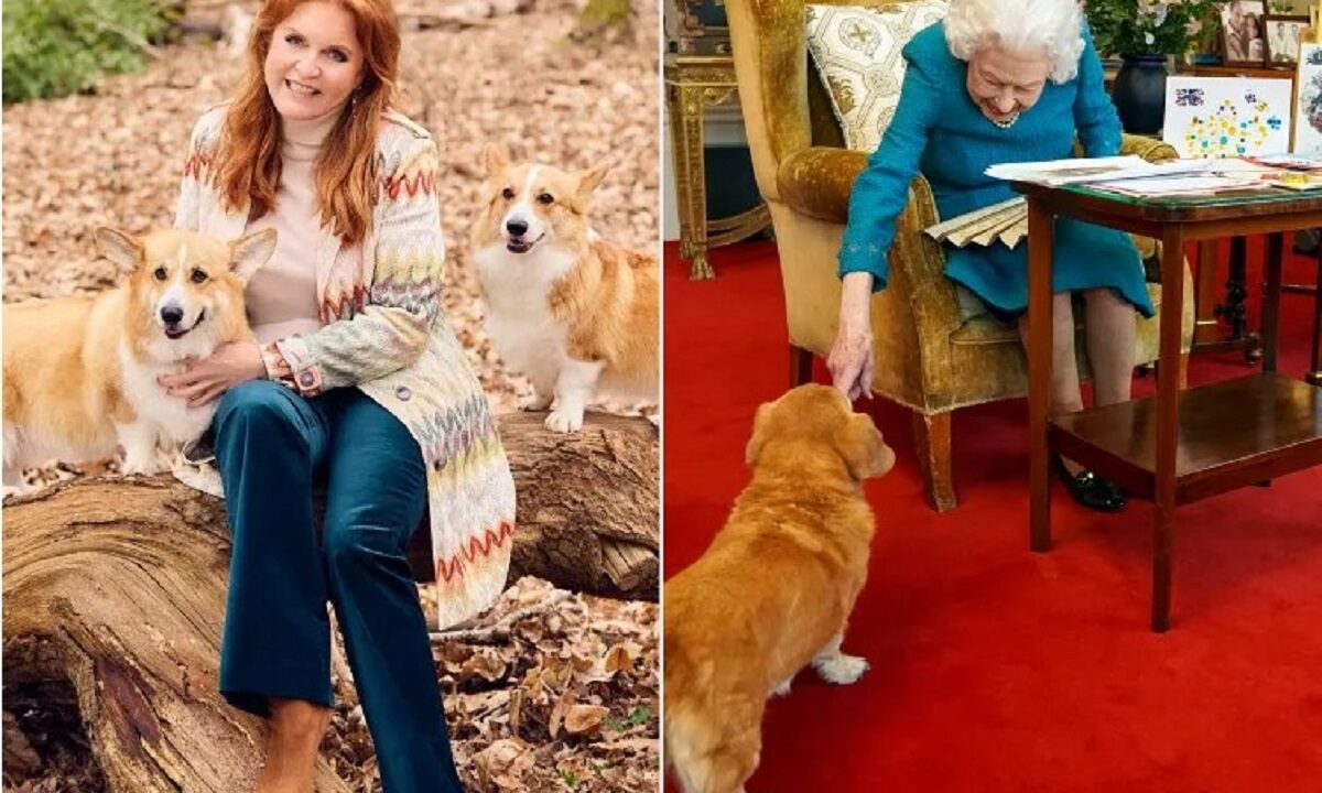 corgii-reginei-elisabeta-a-ii-a-in-centrul-unui-scandal