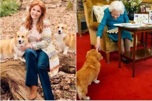 corgii-reginei-elisabeta-a-ii-a-in-centrul-unui-scandal