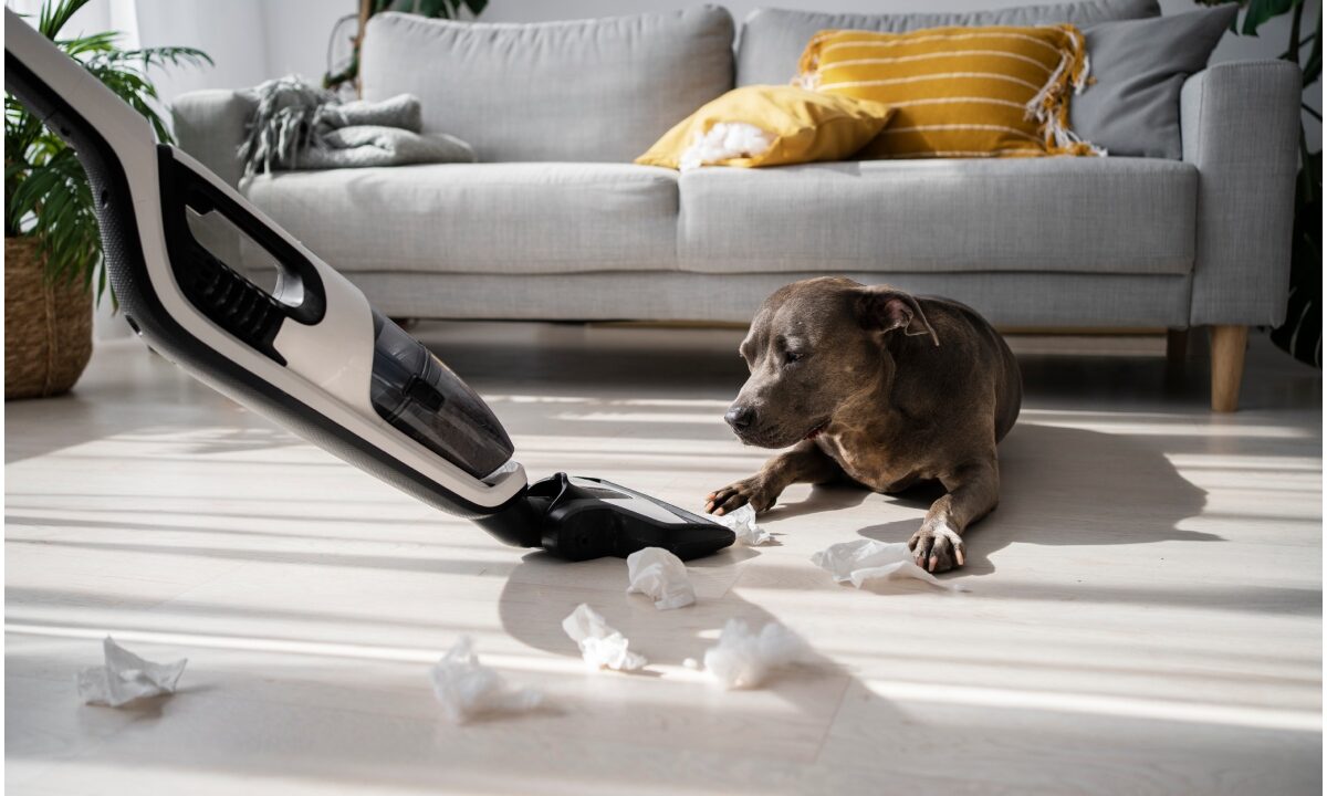 Câine care privește un aspirator