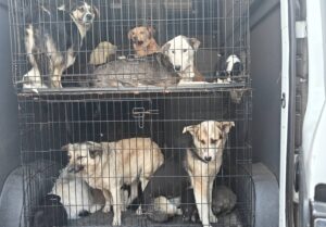 Câini capturați ilegal de hingheri la Răducăneni, puși în cuști și urcați într-o dubă