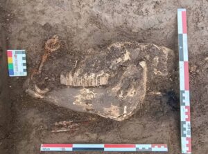 Craniul unui cal de război din sec. X-XIII, descoperit pe autostrada A8