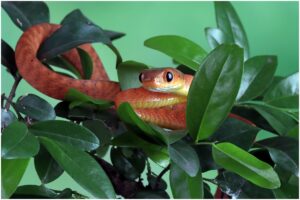 Șarpe portocaliu printre frunze verzi