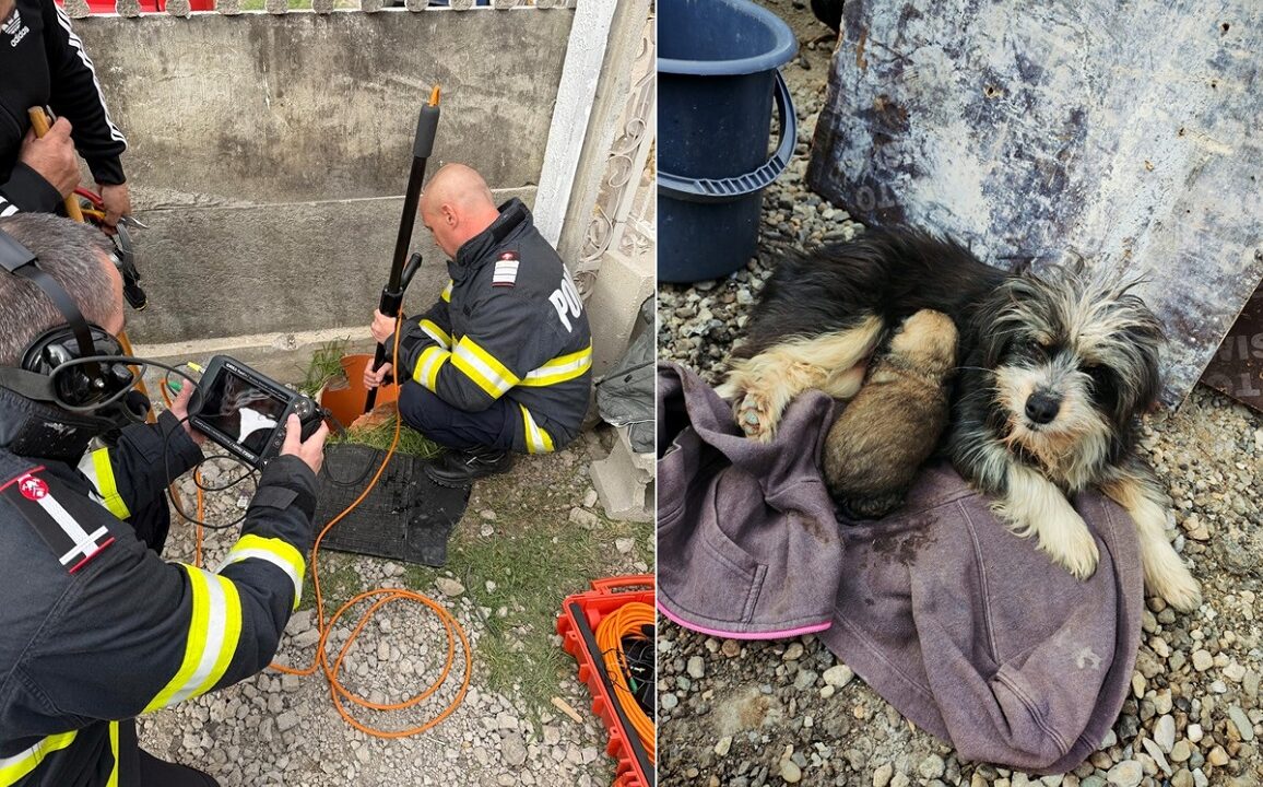 caini salvati de pompieri din canalizare