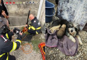 caini salvati de pompieri din canalizare