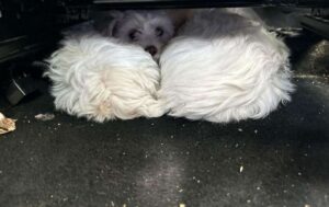 caini de rasa ascunsi sub scaun