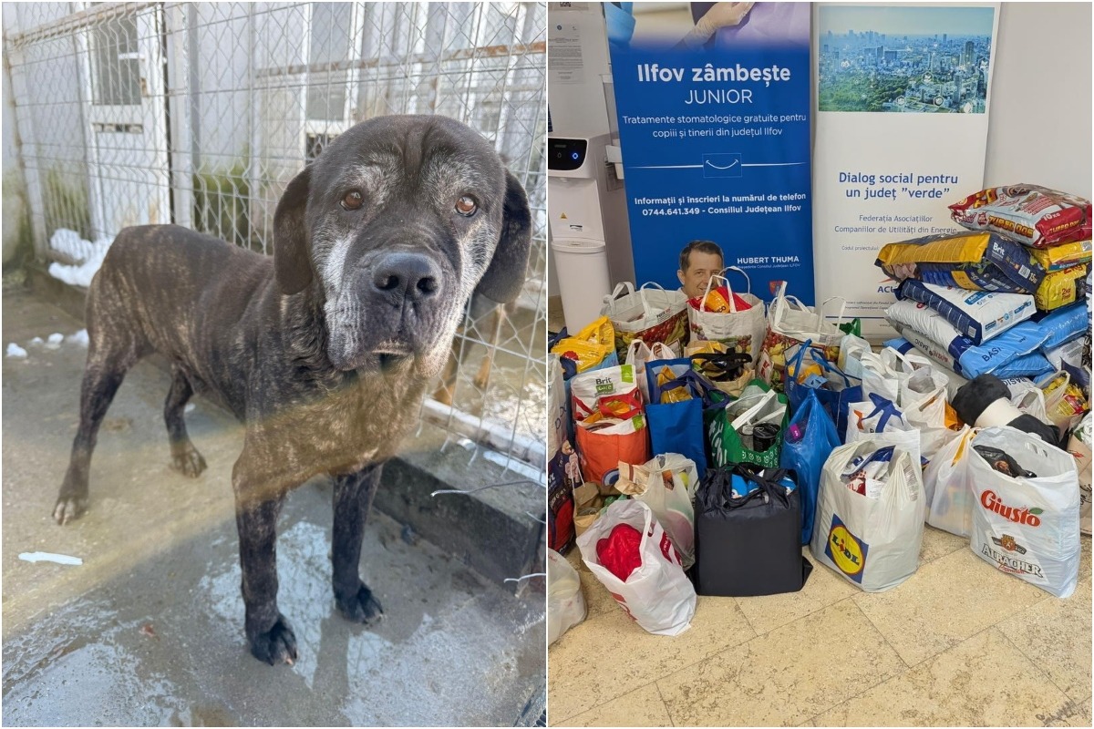 Un câine bătrân și hrană pentru câini strânsă prin donații