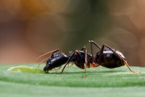 Furnică gigant africană
