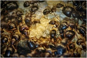 colonie de furnici