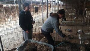 Două tinere hrănesc câinii din Adăpostul Public Suceava