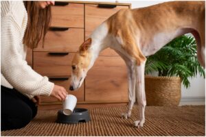 Câine care bea apă