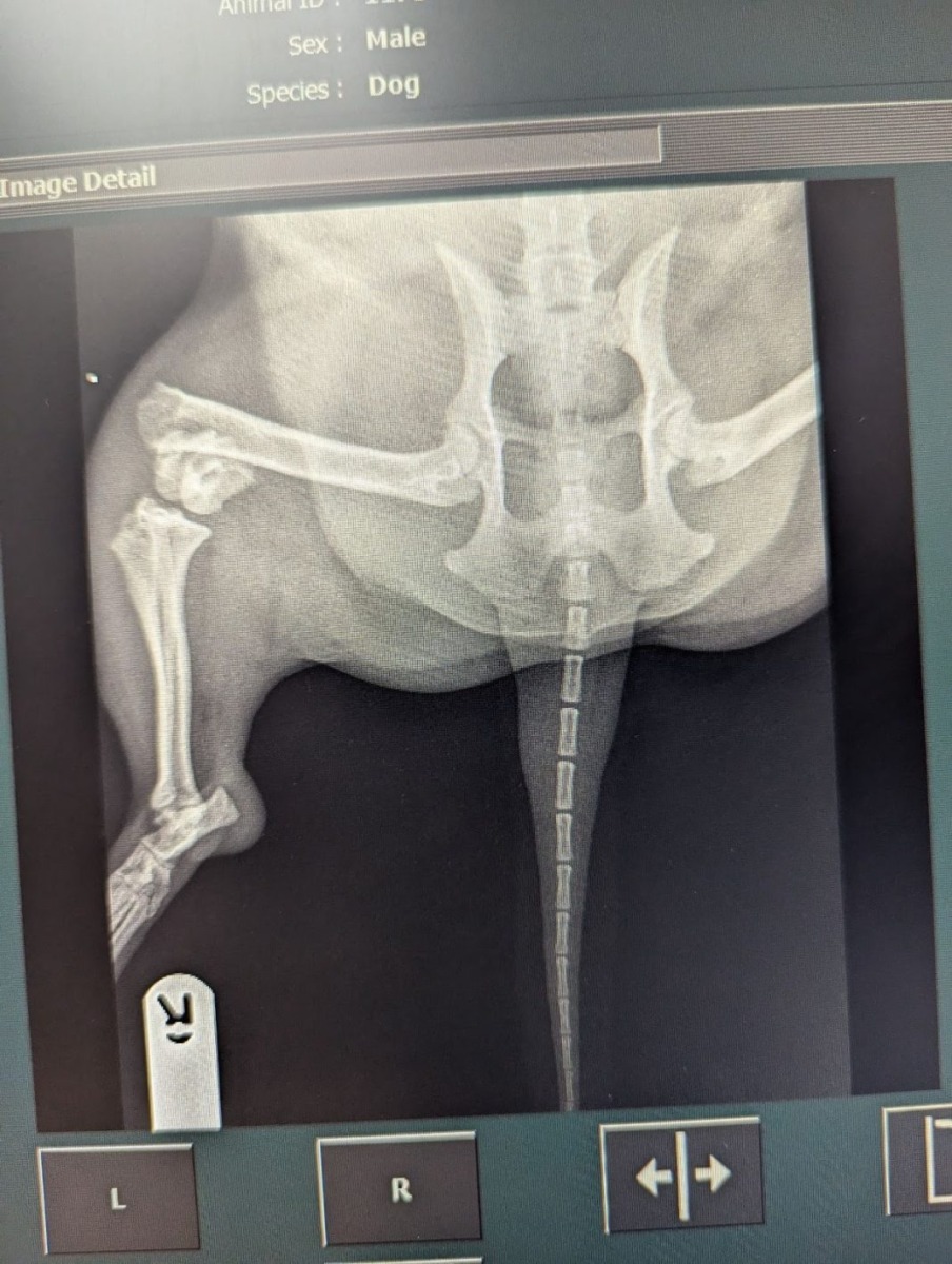 radiografia unui câine