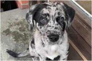 Pui de câine provenit din încrucișarea unui Labrador și Border Collie