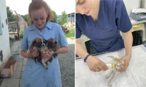 ingerul-animalelor-fara-stapan