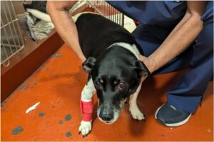 Câine bandajat la un picior